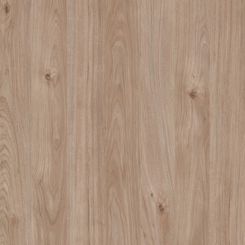 Dąb Jackson Hickory